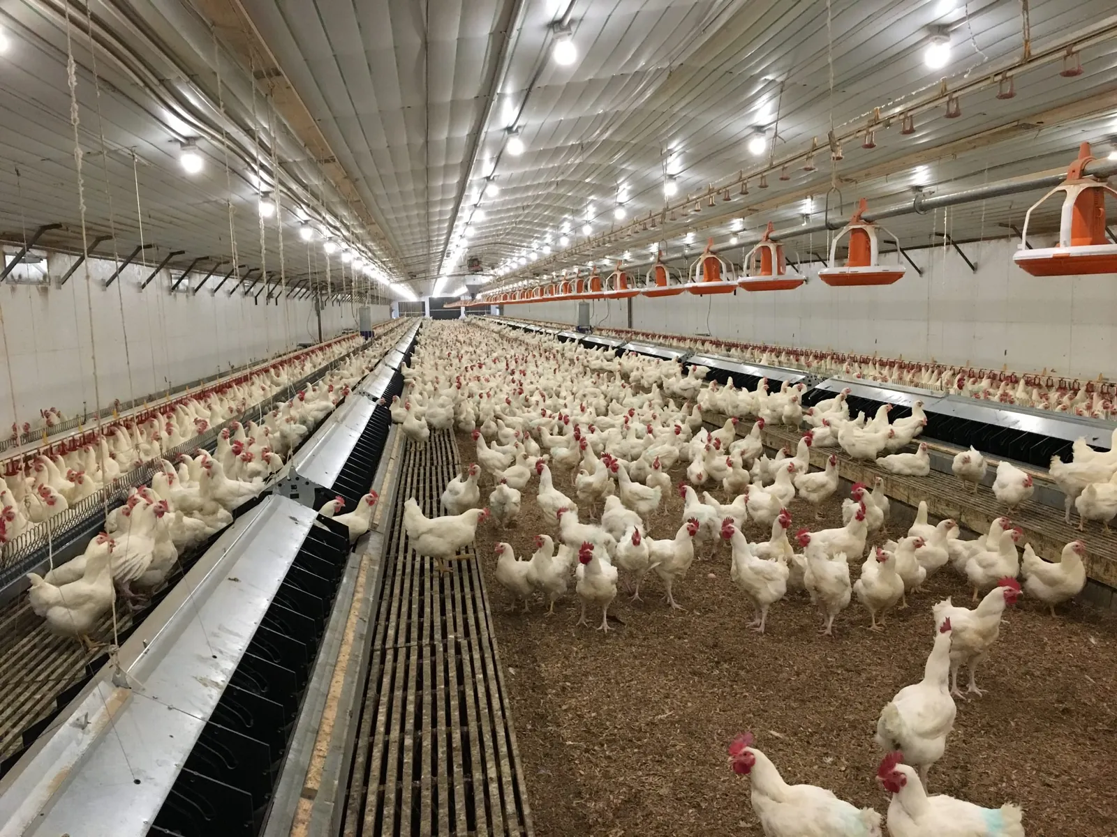 EC Poultry Farm Shed — Baramati